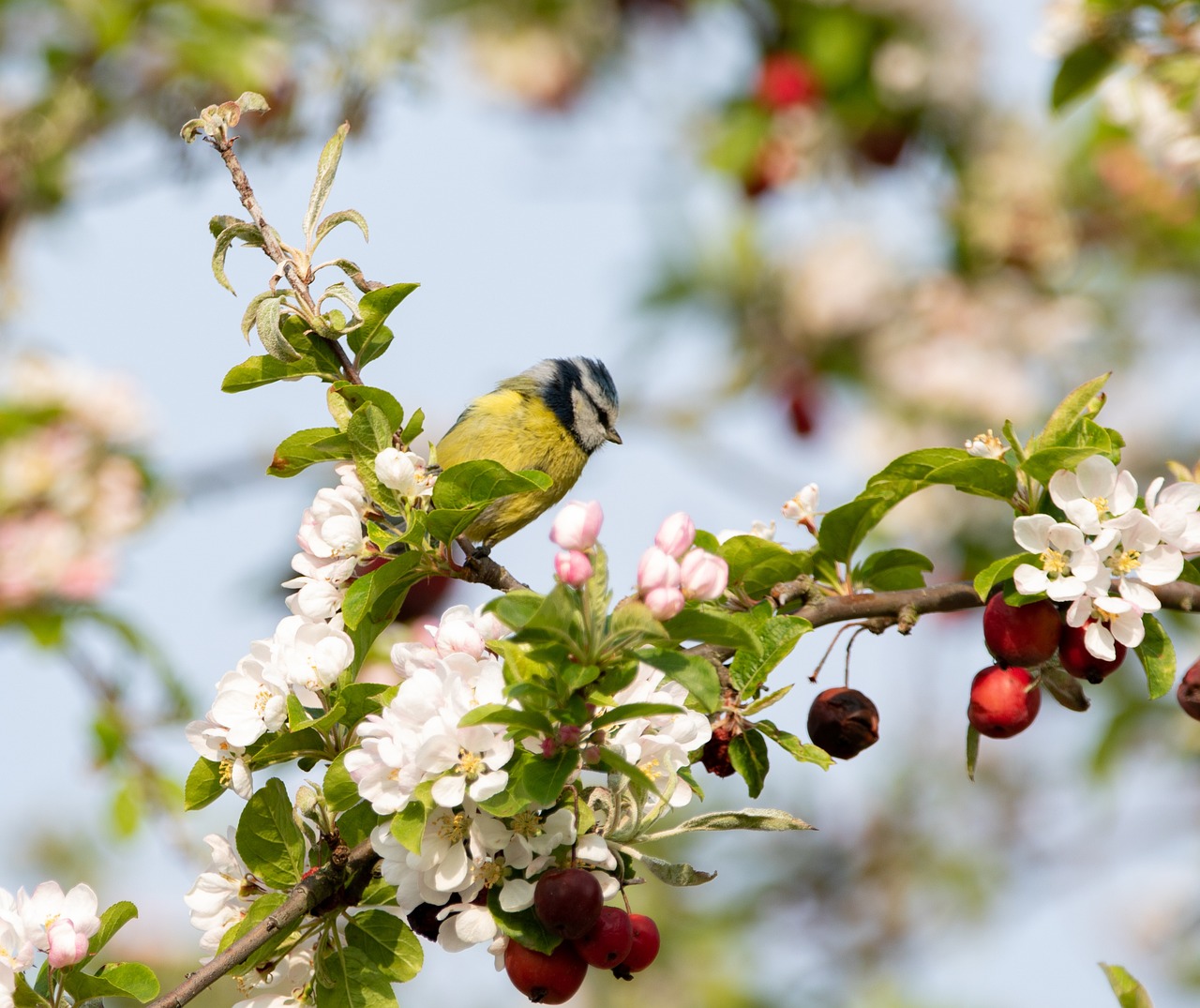 blue tit, perched tit, tit-5032485.jpg