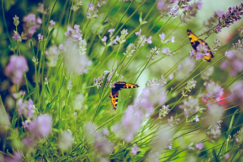 Butterflies and lavender