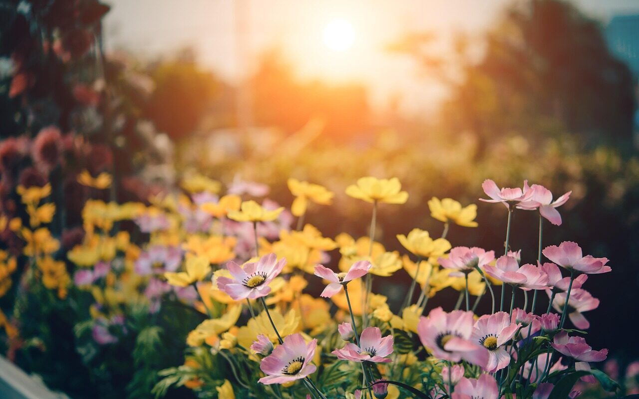 cosmos, flowers, garden-1587514.jpg