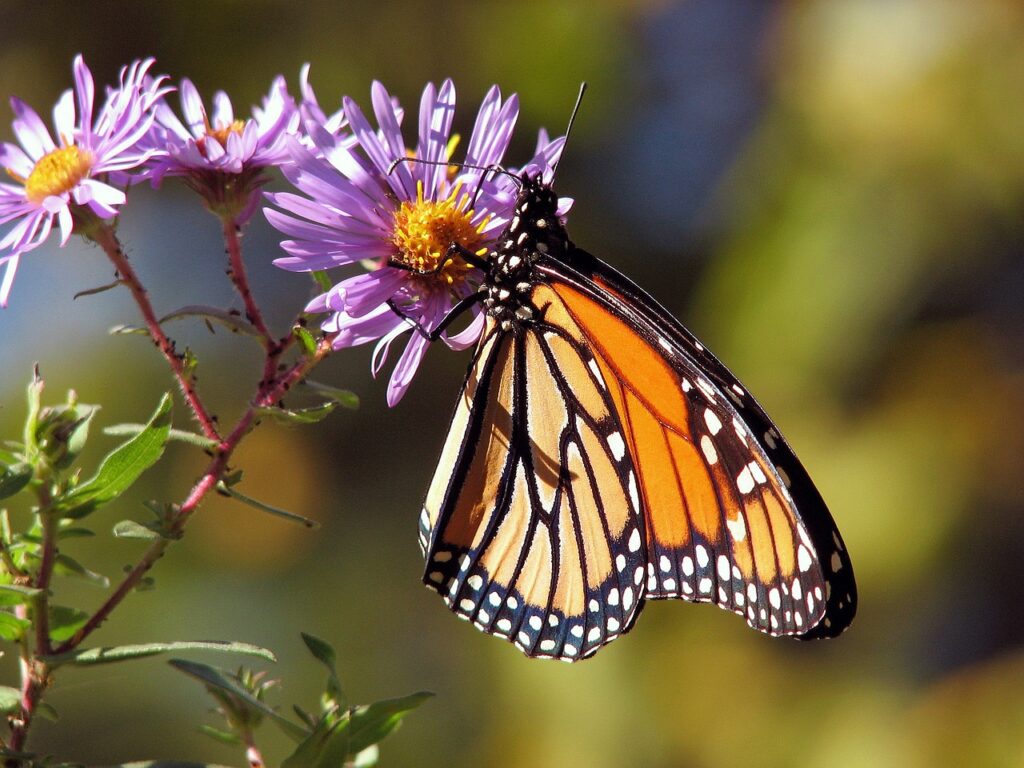 garden, flowers, butterfly-17057.jpg