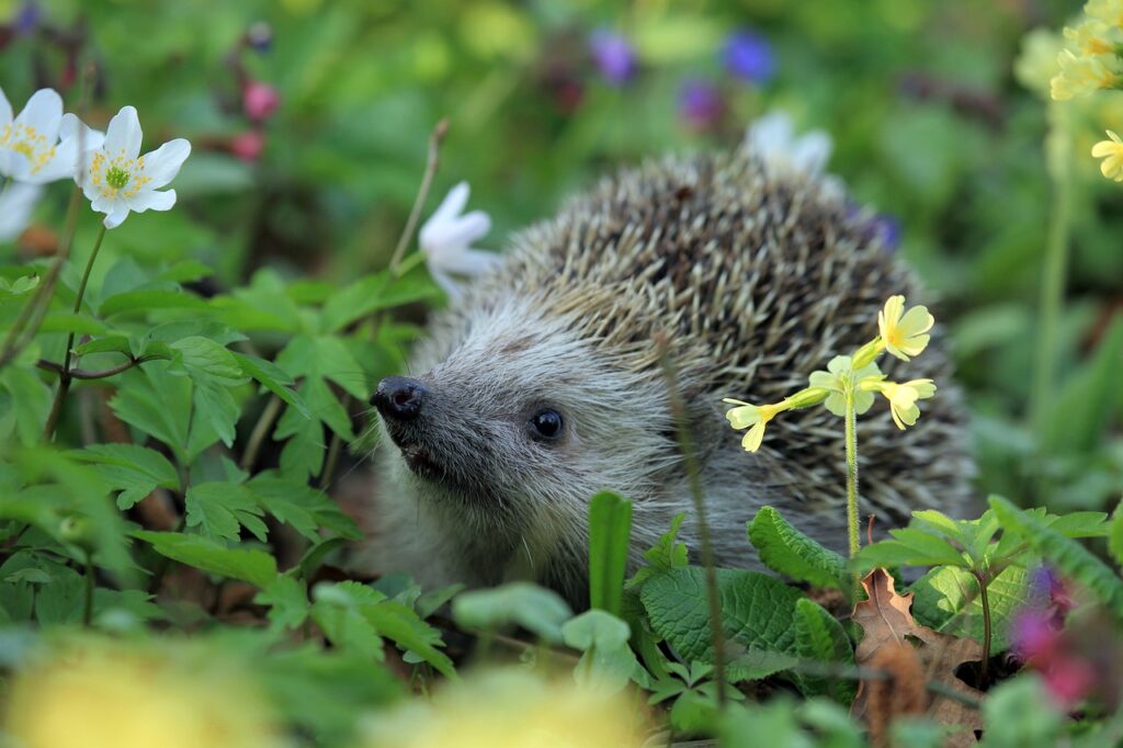 hedgehog, animal, plants future garden