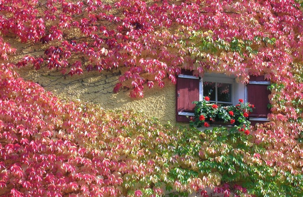 ivy, climber plant, insulating wall on house