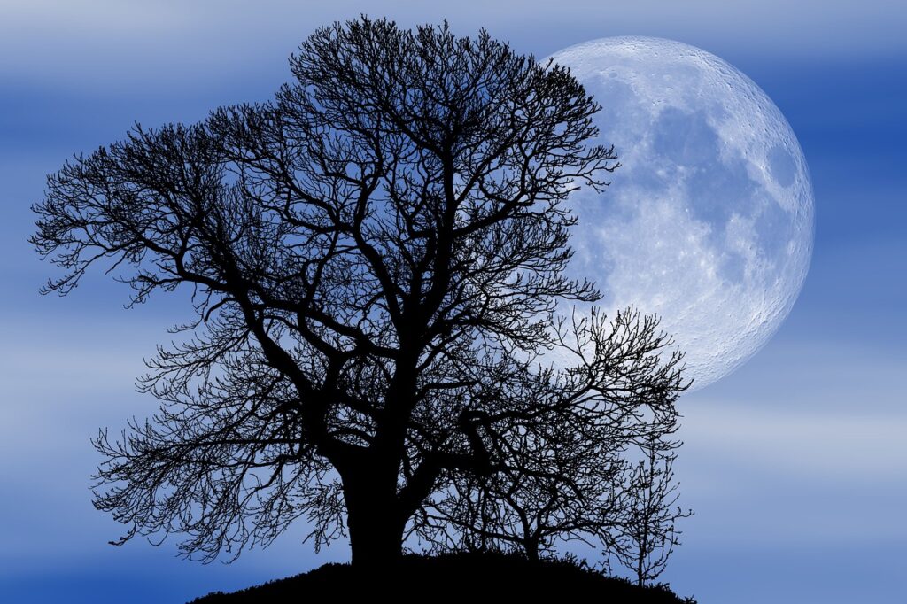 nature, tree, silhouette moon