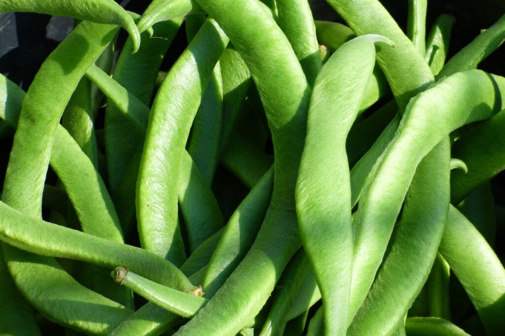 runner beans, vegetable, beans, future of gardens